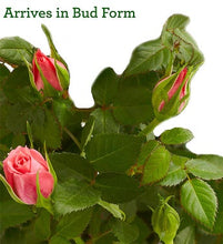 Load image into Gallery viewer, 1-800-Flowers Classic Budding Rose, Large